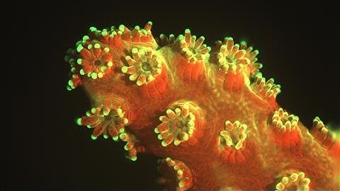 Underwater Microscope Reveals Secrets of Deep Sea