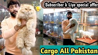 Persian cat || Tollinton market Lahore || MMB pet lover || low price Persian cat Available