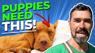 Create a “Puppy Safe Space” for Your Pup’s Wellbeing