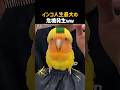 インコ人生最大の危機発生ｗｗ