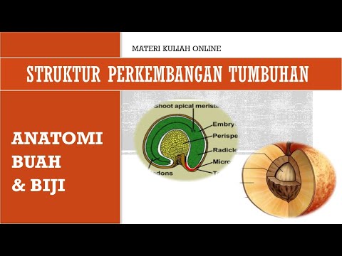 Video: Dalam buah pericarp berkembang dari?