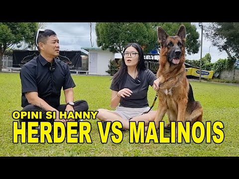 Video: Anjing mana yang lebih baik belgia malinois atau gembala jerman?