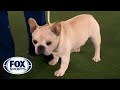 Mathew, the French Bulldog, takes top spot in Non-Sporting Group | FOX SPORTS