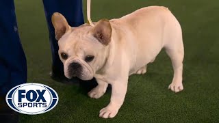 Mathew, the French Bulldog, takes top spot in NonSporting Group | FOX SPORTS