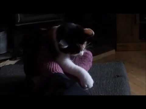 Clara Kitty Attacking My Toes