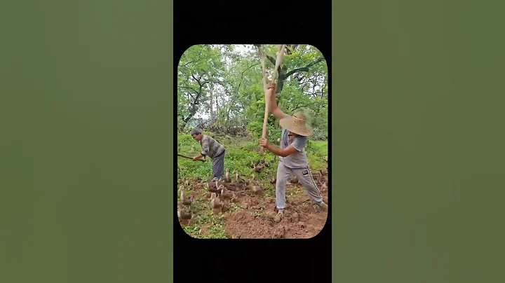 Chinese Farming Secret: Why Ducks Are Fed Live Earthworms? #shorts