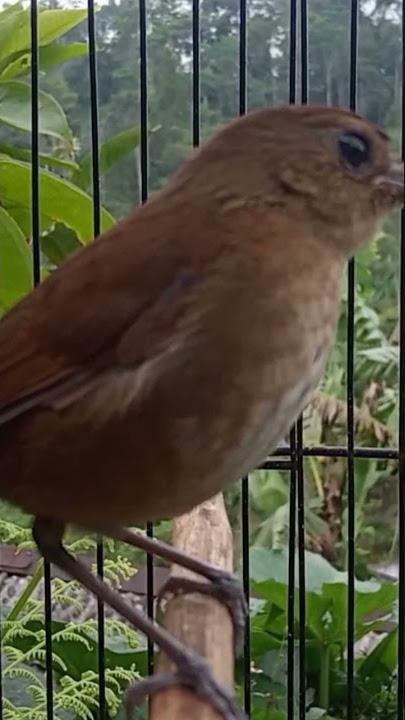 Malah dikira burung betina