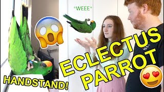 PET PARROT Q&A! (ft. Archie the Eclectus Parrot)!