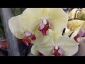 Свежие, красивые орхидеи в Леруа!!!