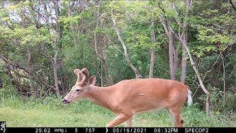 Browning Spec Ops Elite HP4 Videos