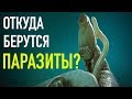 ПАРАЗИТЫ  - ИСТОЧНИКИ ЗАРАЖЕНИЯ. Откуда берутся паразиты?  Как не заразиться?