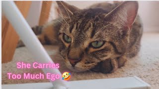 My Cats Has an Ego Issues 🤣 Funny Cat Videos will Make you Laugh 😂 Watch till the End 😆 by Namira Taneem 🇨🇦 268 views 2 weeks ago 21 minutes