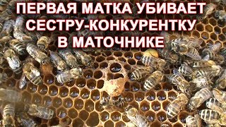 Первая матка убивает сестёр - конкуренток в маточниках.