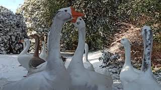 Vögel im Winter by Nature Check 91 views 3 months ago 2 minutes, 17 seconds