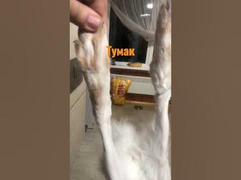 Тумак. - YouTube