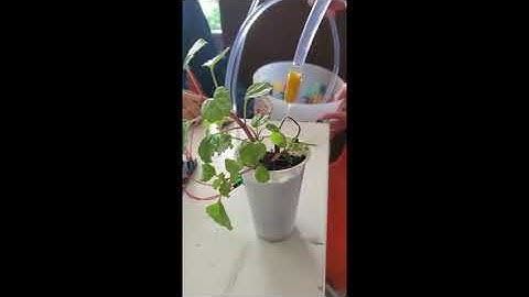 Final de eléctrica Sistema de riego automatizado en Arduino.