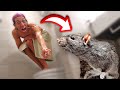 Girlfriend does a rat prank on me