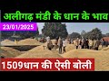 1509 कंबाइन धान की लाइव बोली अलीगढ़ मंडी से #aligarhmandi