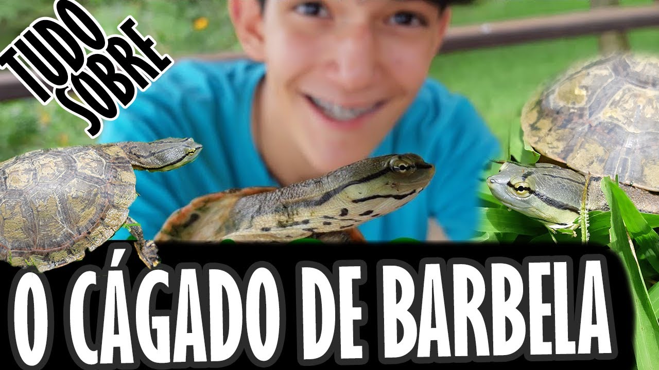 CÁGADO De Barbicha: TUDO SOBRE! Posso ter um? O que ele come? [Cágado ...