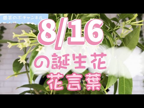 8/16の誕生花と花言葉【園芸のぶチャンネル】【８月】【１６日】【ガーデニング】【雑学】【トリビア】【ナイトジャスミン】