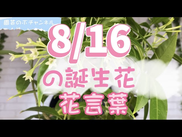8/16の誕生花と花言葉【園芸のぶチャンネル】【8月】【16日