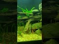 update : ropefish added #clearwater #fx6 # ballashark #balashark #plantedtank #ropefish #aquarium