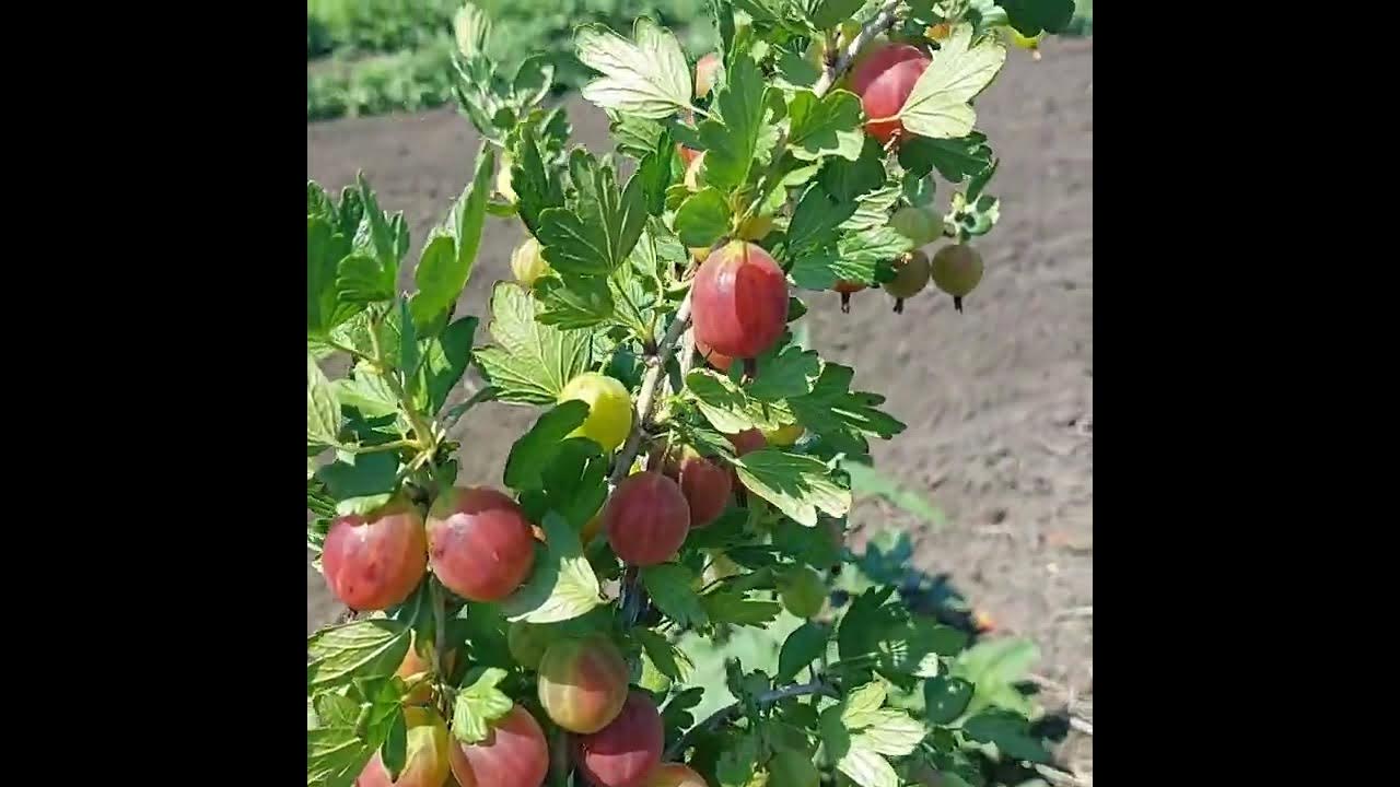 Крыжовник обыкновенный Неслуховский. Краткий обзор, описание ribes uva-crispa Ni