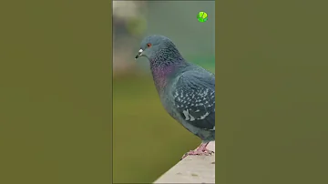 Какой IQ у голубей? #shorts