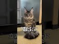 仔猫をお迎えしました