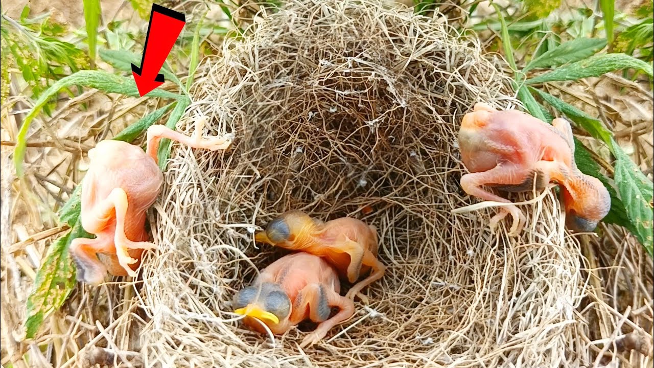 A baby climbed on the edge of nest and a baby fell out ...