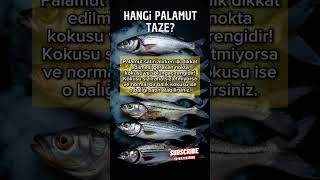 Palamut Bayat Mı? Hemen Kontrol Edin