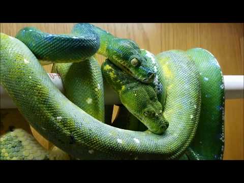 Green Tree Python - Breeding Introductions - OUR JOURNEY Part 1