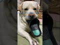 【キュンです】スリッパにwwラブラドール#shorts
