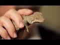 Tokay gecko lizard care information[review][scam][best product][how to]