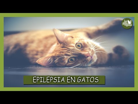 Vídeo: Epilepsia En Gatos