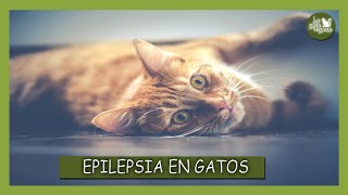 EPILEPSIA EN GATOS | SÍNTOMAS, TRATAMIENTO,  DIAGNÓSTICO  Y CONSEJOS DE QUÉ HACER Y QUÉ NO HACER