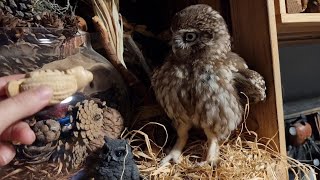 Owl rustling. Owl Luchik also knows how to ASMR