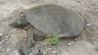 Michigan softshell turtles laying eggs in the wild