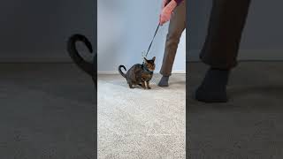 Cat Needs Leash And Harness Training #Outdoorsavannah