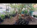 kebun sepetak=kebun mini