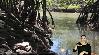 Labomar desenvolve estudos para a recuperação do manguezal do rio Pacoti