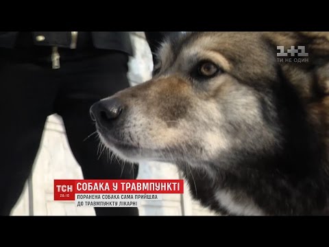 У Києві поранена собака сама прийшла до травмпункту лікарні