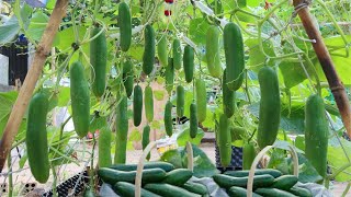 Grow Cucumbers With THESE Tricks and You'll be SHOCKED at the Results!