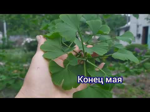 Легко ли вырастить ГИНКГО Билоба у себя на участке?