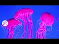 Medusas, Uno de los animales más hermosos y peligrosos del mundo / Oceanografic Valencia España