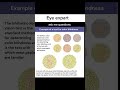 EYE 👁️ trening 👀!! test your colour vision 👀!! #eyes #optometrist #eyedoctor #colourvision #eyecare