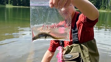 Citizen Science: Amphibian Monitoring Program