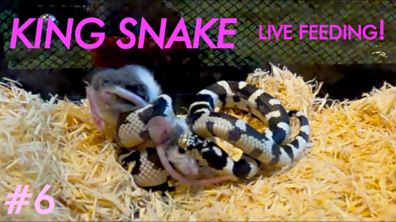 Young King Snake Feeding Tips