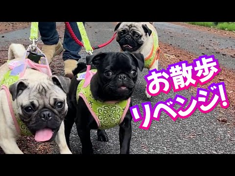 お散歩デビューから少しは成長したパグのパピー姉妹_pug
