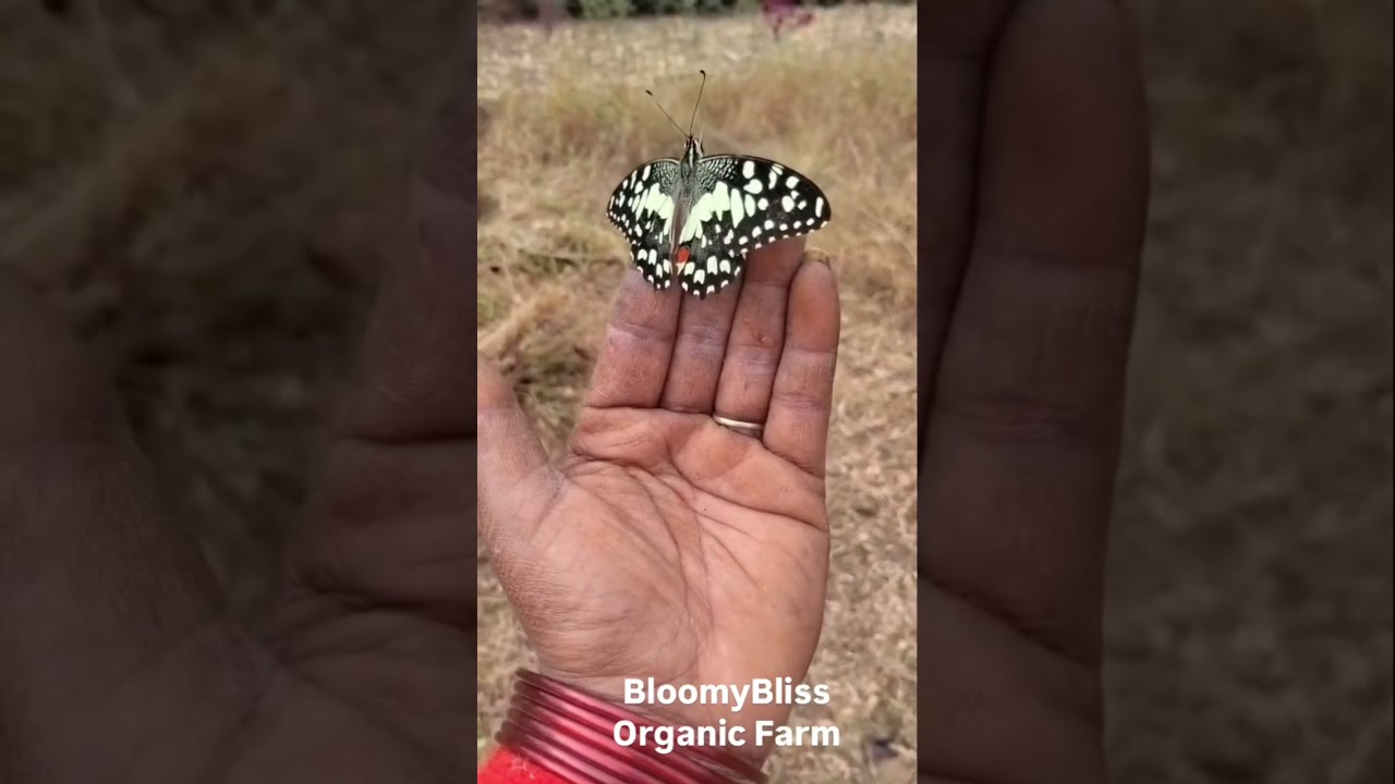 Beautiful butterfly enjoying the warm sunlight of winters at our farm